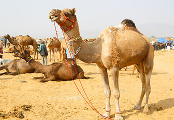Image showing Camel.