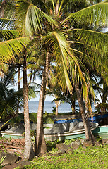 Image showing fishing boats  palm tree Caribbean Sea  Big Corn Island Nicaragu