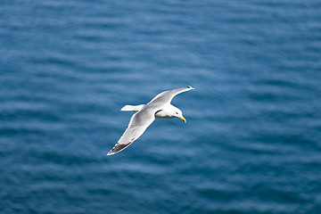 Image showing Seagull