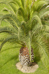 Image showing Palm close up