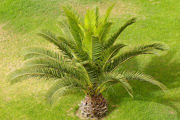Image showing Palm and grass
