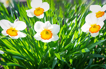 Image showing Narcissuses blossoming in a garden among a green grass.