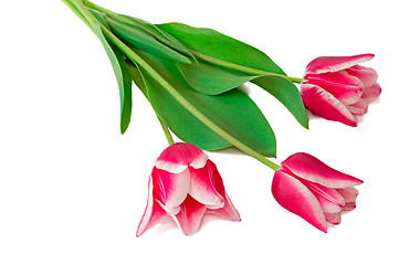 Image showing Three bright pink tulips on a white background.