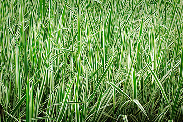 Image showing Young green grass on a lawn.