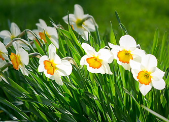 Image showing Narcissuses blossoming in a garden among a green grass.