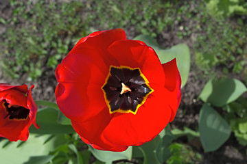 Image showing The red tulip blossoms in a garden.