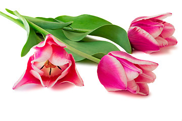 Image showing Three bright pink tulips on a white background.