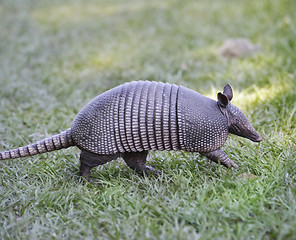 Image showing Armadillo