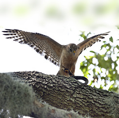 Image showing Red-shoulder Hawk With Snake