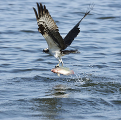 Image showing Osprey Catching Fish 