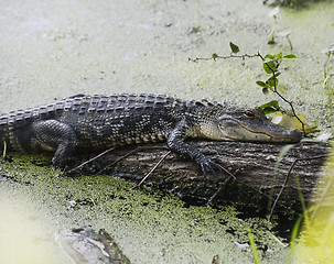 Image showing American Alligator