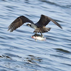 Image showing Osprey Catching Fish