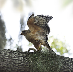 Image showing Red-shoulder Hawk With Snake