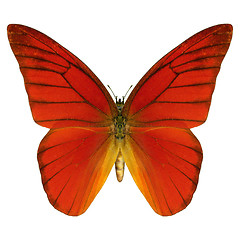 Image showing Red Butterfly