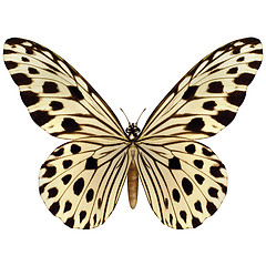 Image showing Idea Leuconoe Butterfly 