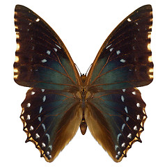 Image showing Exotic Butterfly