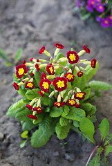 Image showing Beautiful flowers of Primrose