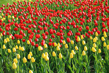 Image showing Beautiful yellow and red tulips