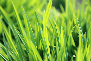 Image showing Fresh green plant