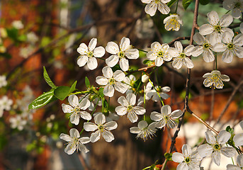 Image showing Beautiful white flowers of spring tree