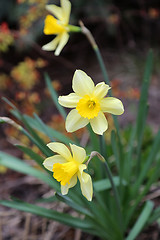 Image showing Beautiful Daffodils (Narcissus)