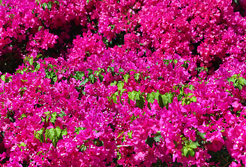 Image showing Beautiful bougainvillea background