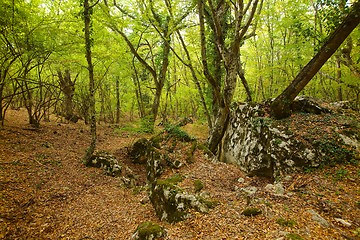 Image showing Forest