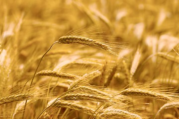 Image showing Wheat field