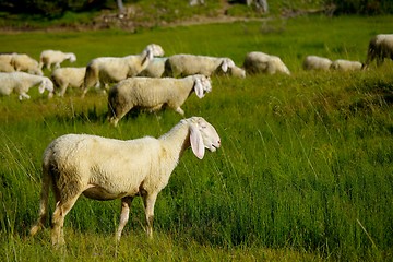 Image showing Sheep in the grass