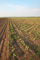 Image showing Agriculture