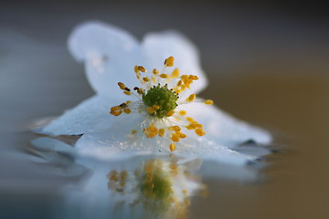 Image showing white anemone