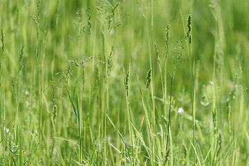 Image showing Green grass background