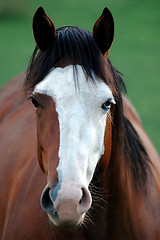 Image showing Yin Yang Mare