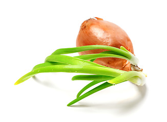 Image showing Sprouting onion (Allium cepa) on white background