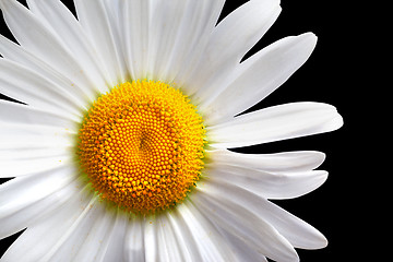 Image showing White chamomile isolated on black background