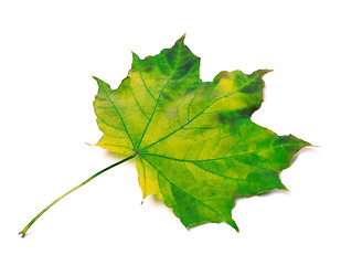 Image showing Yellowed maple leaf