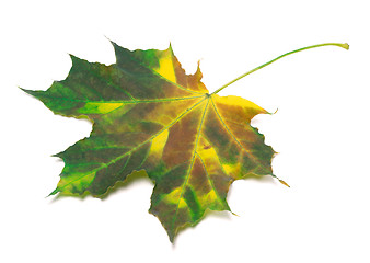 Image showing Multicolor maple-leaf