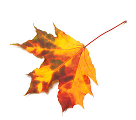 Image showing Orange autumn maple-leaf