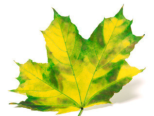 Image showing Yellowed maple leaf on white background