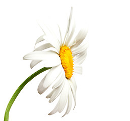 Image showing Chamomile on white background