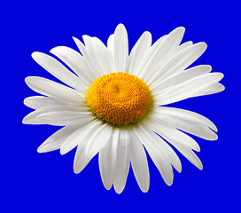 Image showing Chamomile isolated on blue background