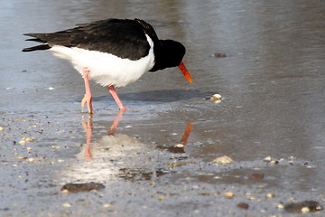 Image showing oyster chatcher