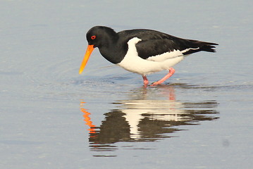 Image showing oyster chatcher