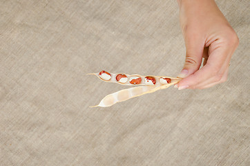 Image showing hand hold pod brown white beans on linen texture  