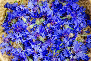 Image showing fresh blue cornflower blossom background 