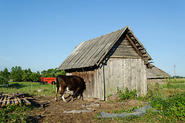Image showing cow put his head of hole in the barn wall 