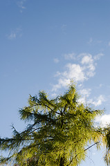 Image showing larch tree top on blue sky background 
