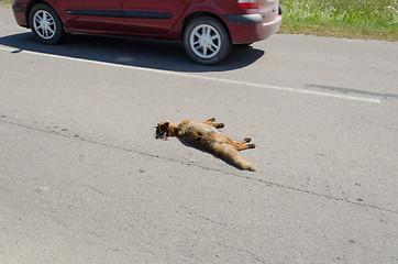 Image showing Killed dead fox animal body lay on road car drive 