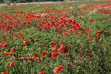 Image showing Red poppies fields