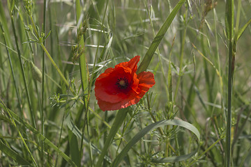 Image showing Red poppy on green field 